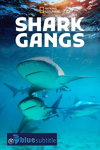 دانلود کامل زیرنویس فارسی مستند Shark Gangs 2021