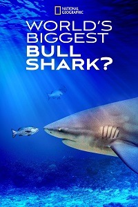 دانلود کامل زیرنویس فارسی مستند World’s Biggest Bull Shark 2021